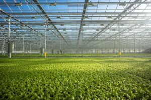 Read more about the article Water scarcity and import dependence spur Middle East investment in indoor agriculture
